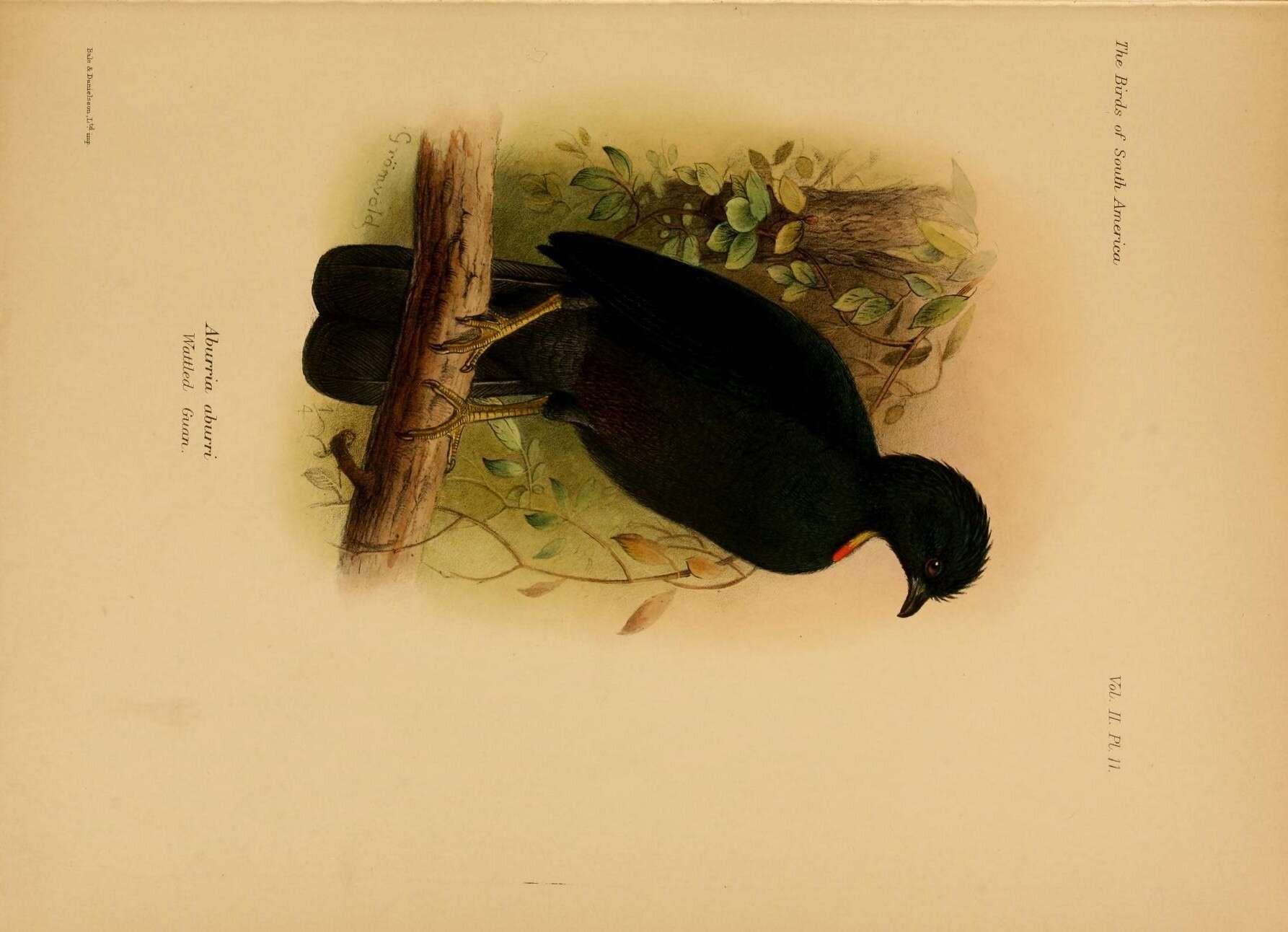 Image of Aburria Reichenbach 1853