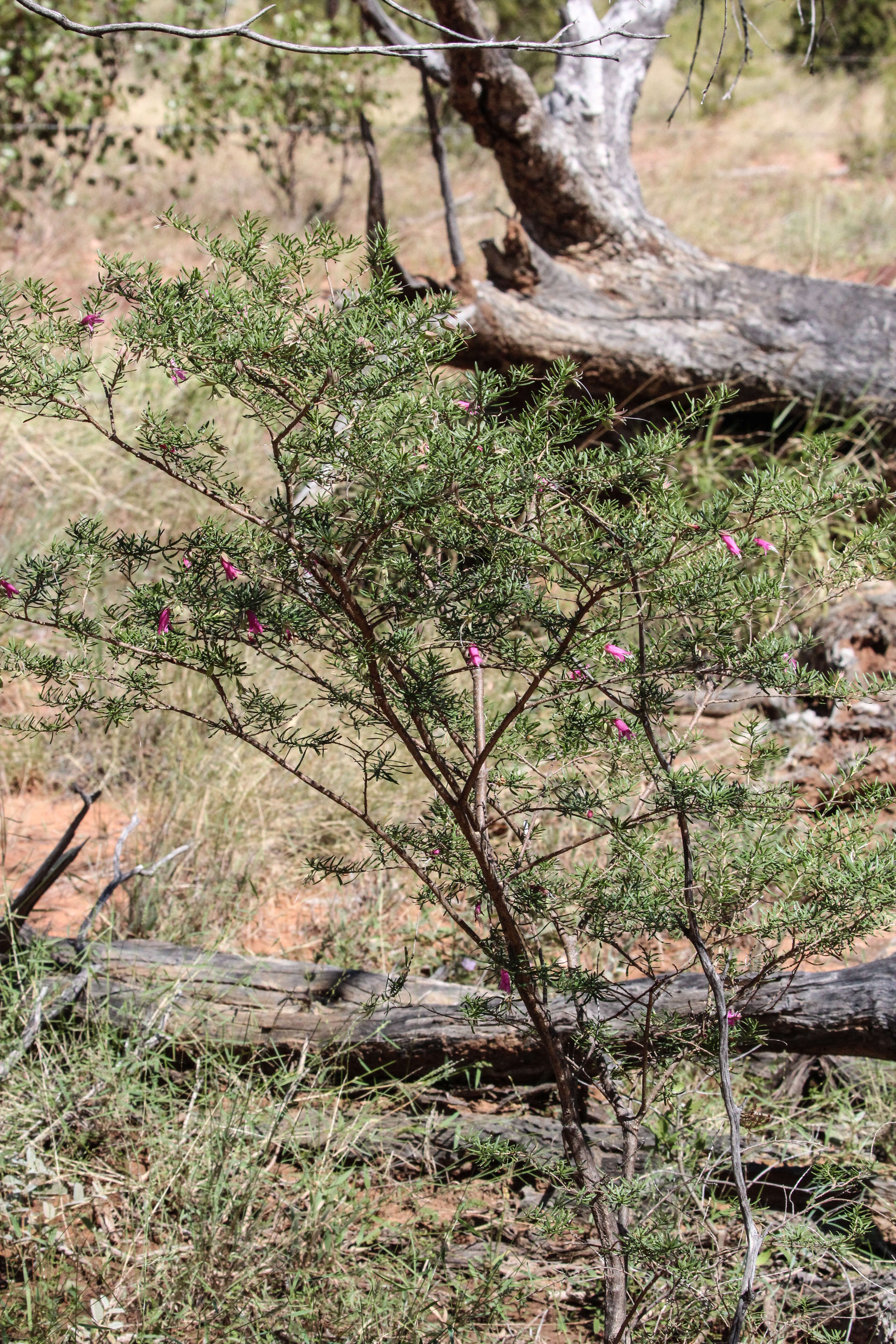 صورة Eremophila latrobei subsp. latrobei