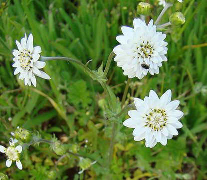 Leucheria resmi