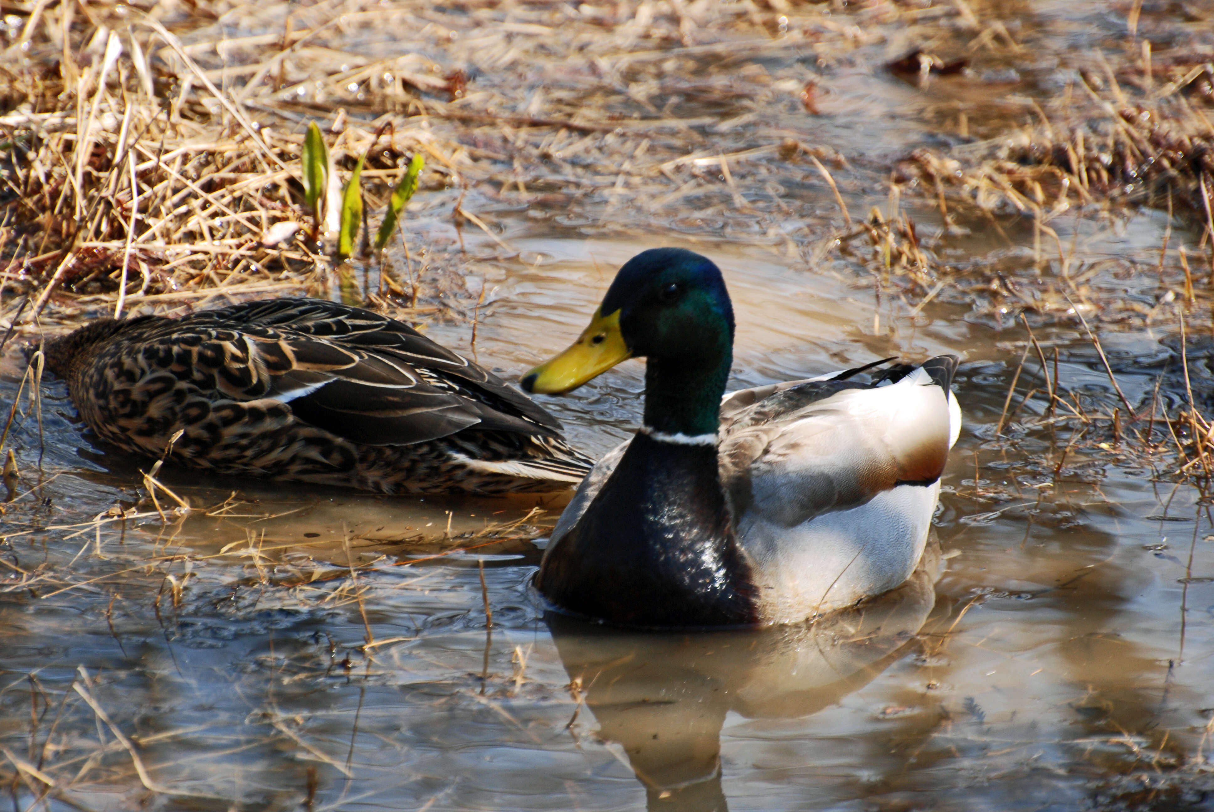 Image de Canard colvert