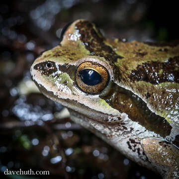 Image of Northern Pacific Treefrog