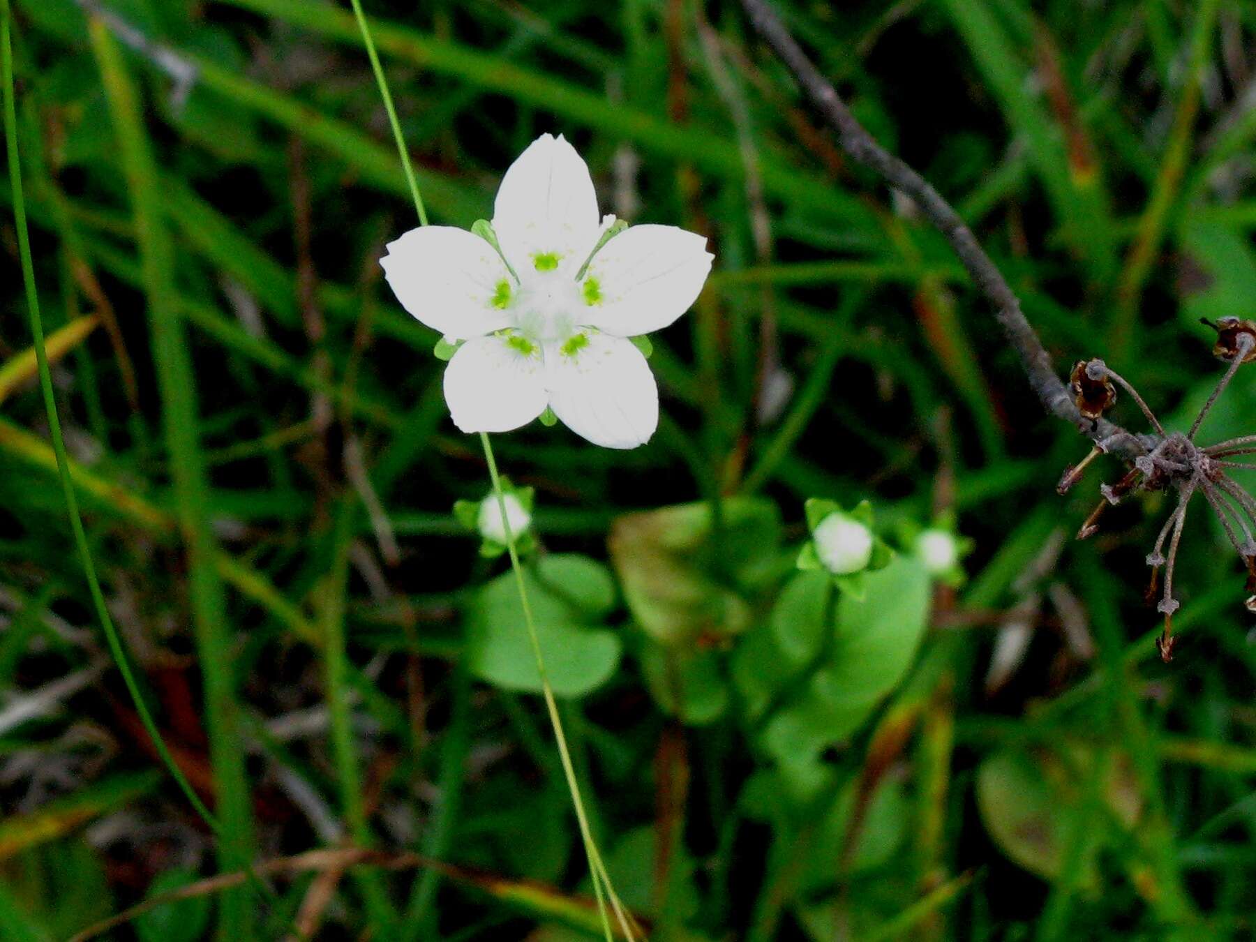 Слика од Parnassia palustris L.