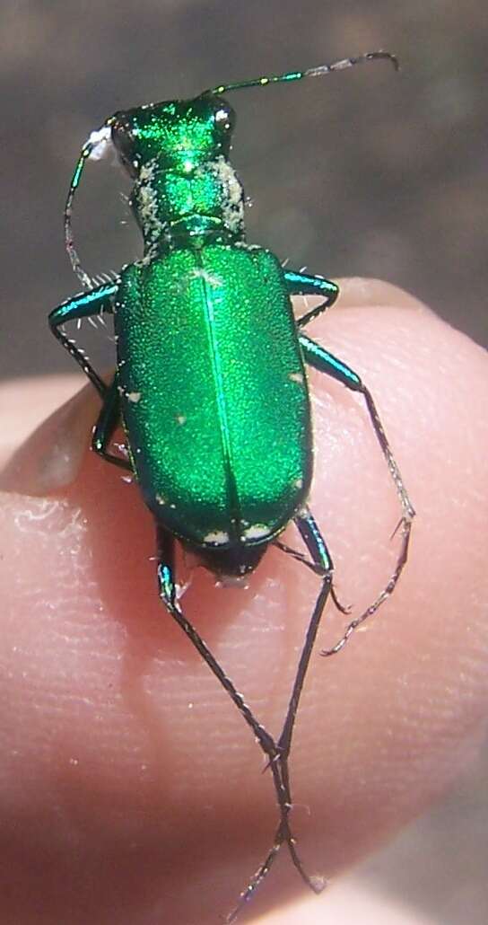 Imagem de Cicindela (Cicindela) sexguttata Fabricius 1775