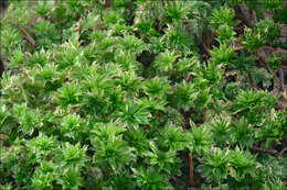 Image of Ontario rhodobryum moss