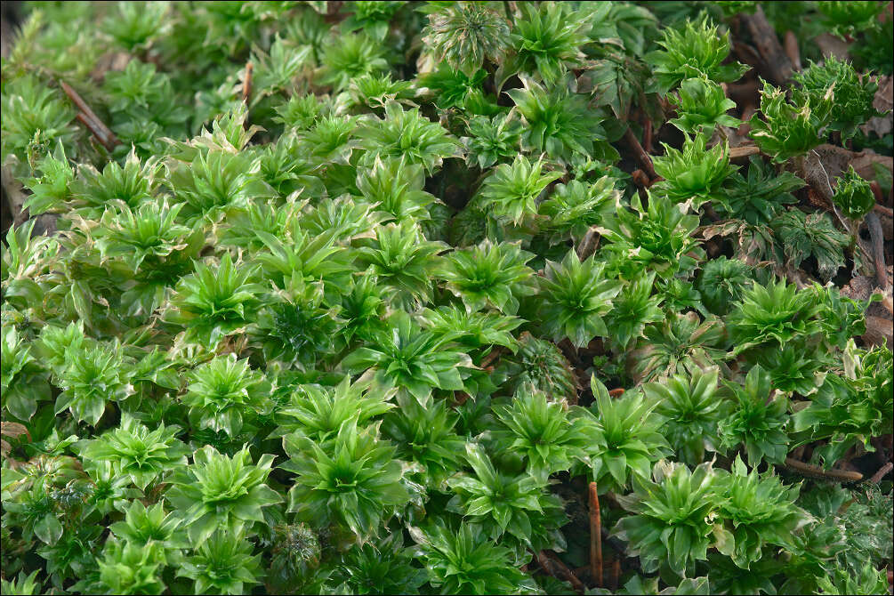 Image of Ontario rhodobryum moss