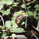 Image of Limenitis bredowii californica Butler 1865