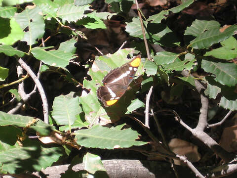 Limenitis bredowii californica Butler 1865的圖片