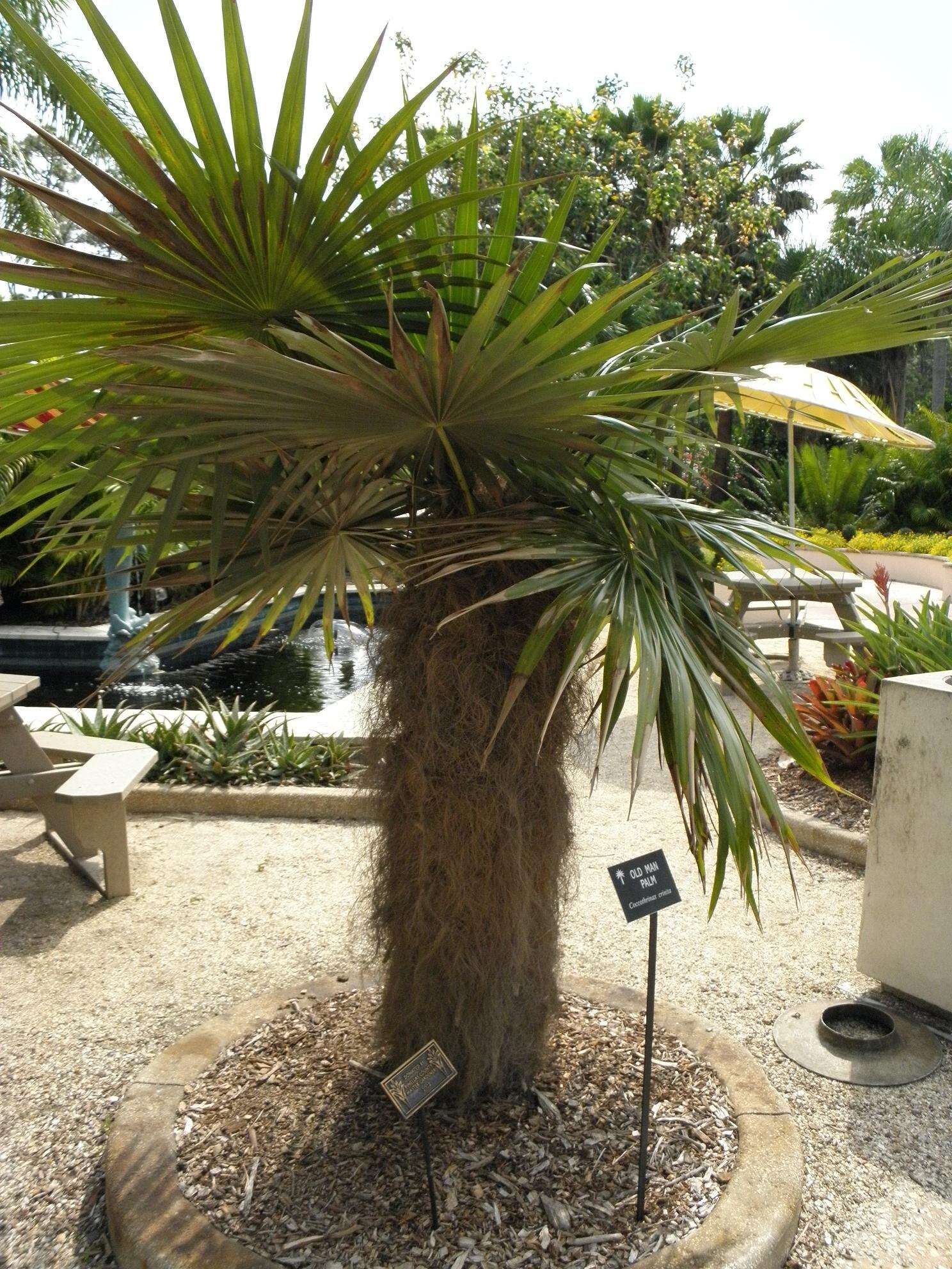 Image of Old man palm