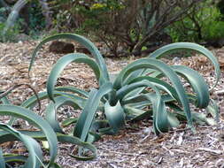 Image of Agave vilmoriniana A. Berger