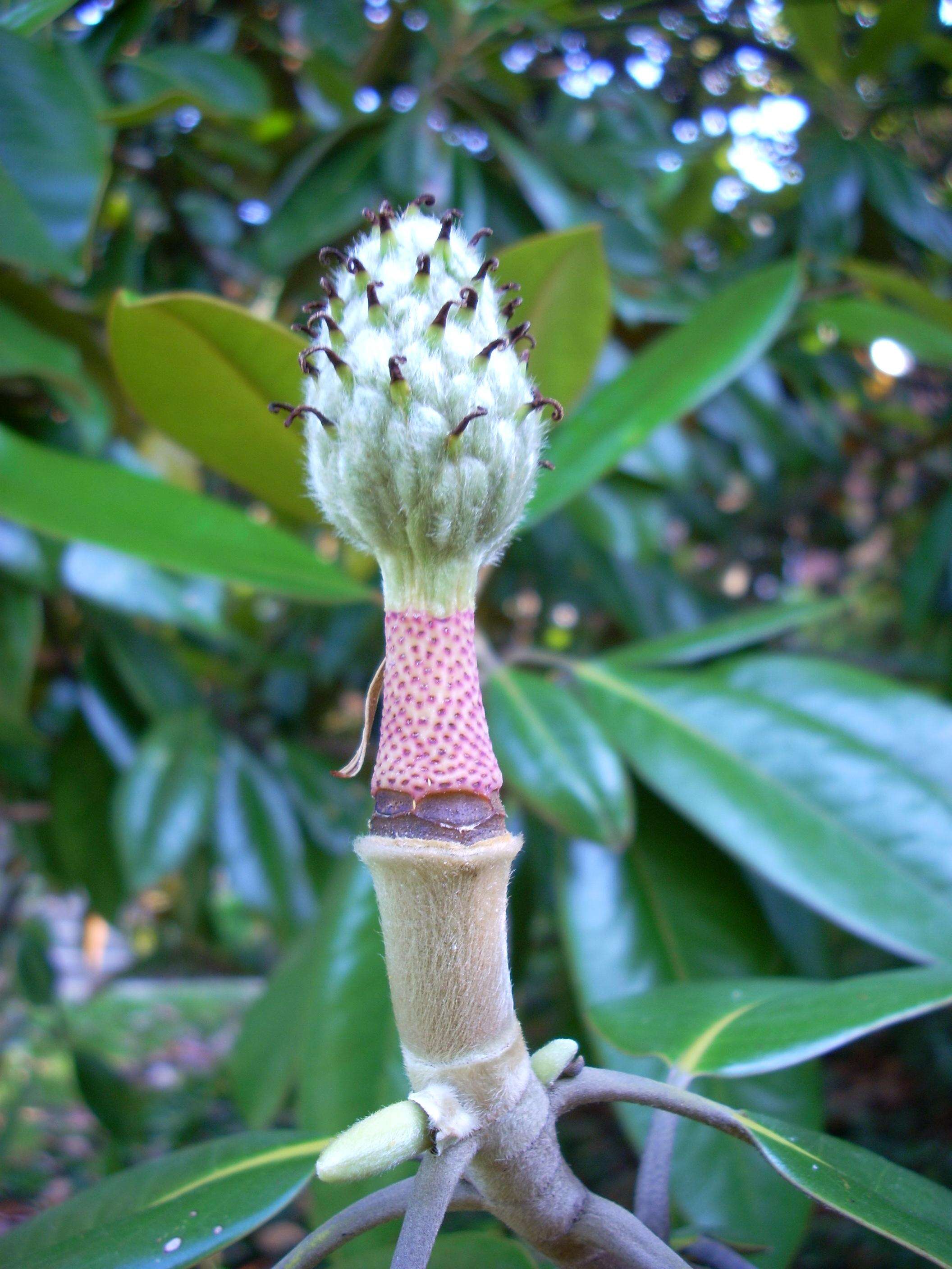 Image of southern magnolia