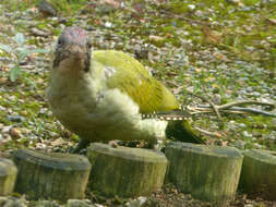 Image of Eurasian Green Woodpecker