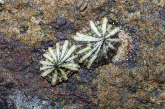 Image of Javan false limpet