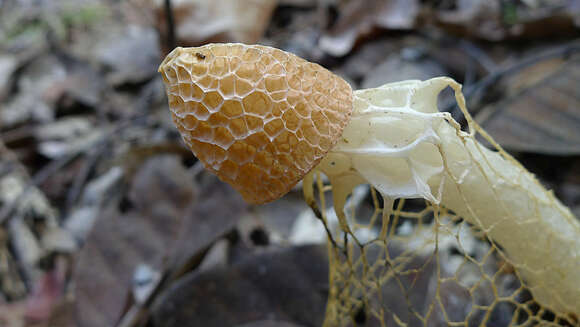 Image of Bridal veil stinkhorn