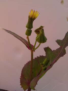 Imagem de Sonchus oleraceus L.