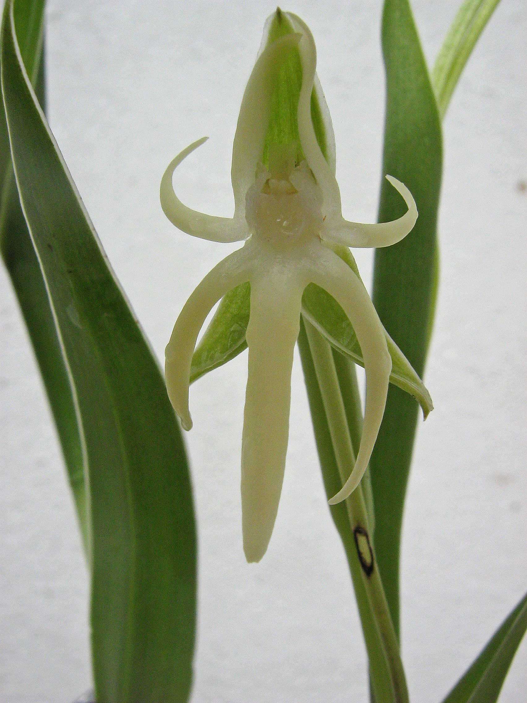 Image of Habenaria trifida Kunth