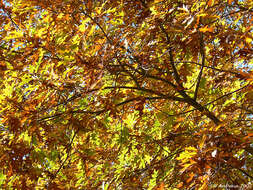 Image of Northern Red Oak