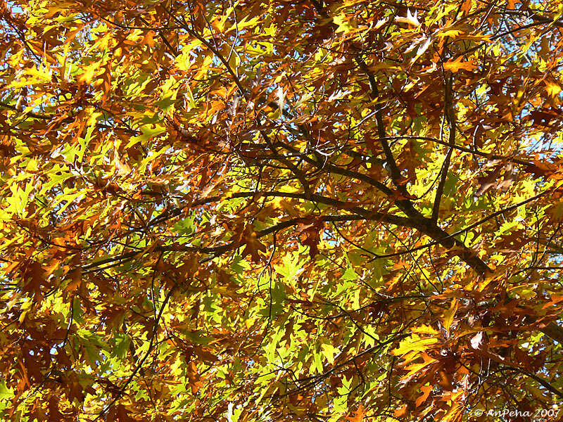 Image of Northern Red Oak