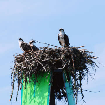 Image of ospreys