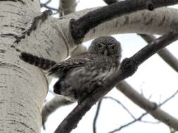 Image of Northern Pygmy Owl