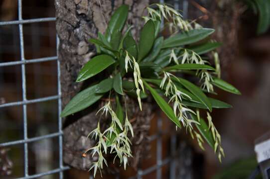 Plancia ëd Anathallis piratiningana (Hoehne) F. Barros