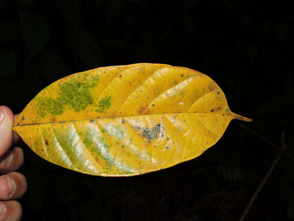 Image of Pubescent Sorocea (tree)