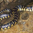 Image of Bocourt's Water Snake