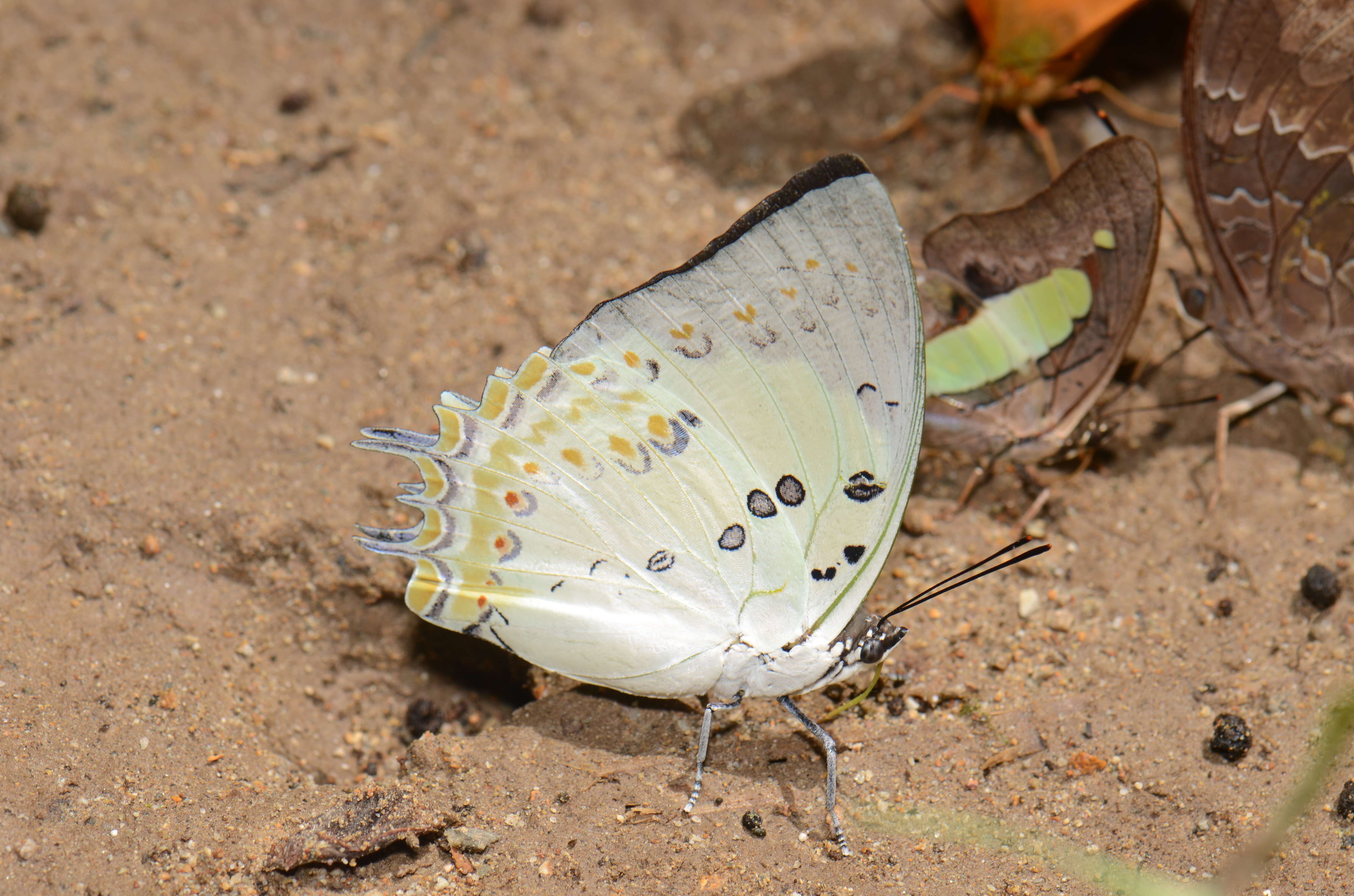 Image of Polyura