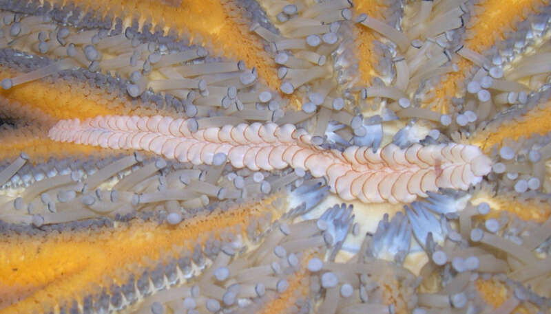 Image of polynoid scaleworms