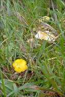 Hygrocybe chlorophana (Fr.) Wünsche 1877 resmi