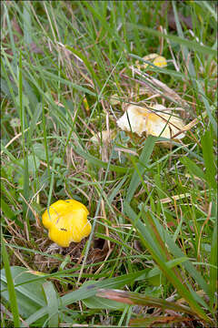 Hygrocybe chlorophana (Fr.) Wünsche 1877 resmi