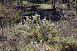 Image of Grevillea hislopii Olde & Marriott