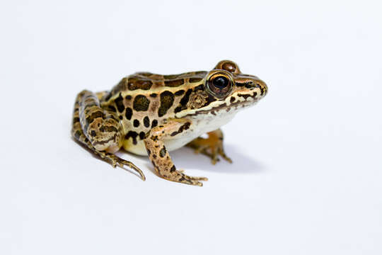 Image of pickerel frog