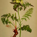 Image of Leafy Lousewort