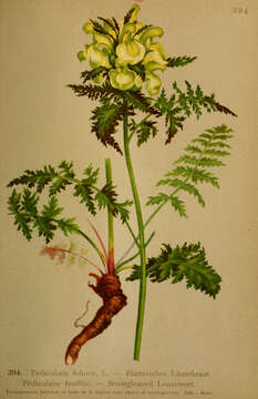 Image of Leafy Lousewort