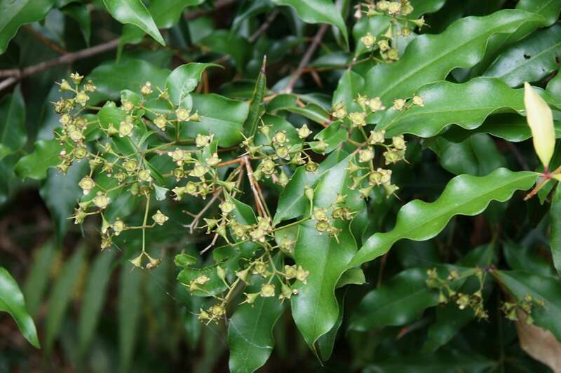 Image de Syzygium anisatum (Vickery) Craven & Biffin