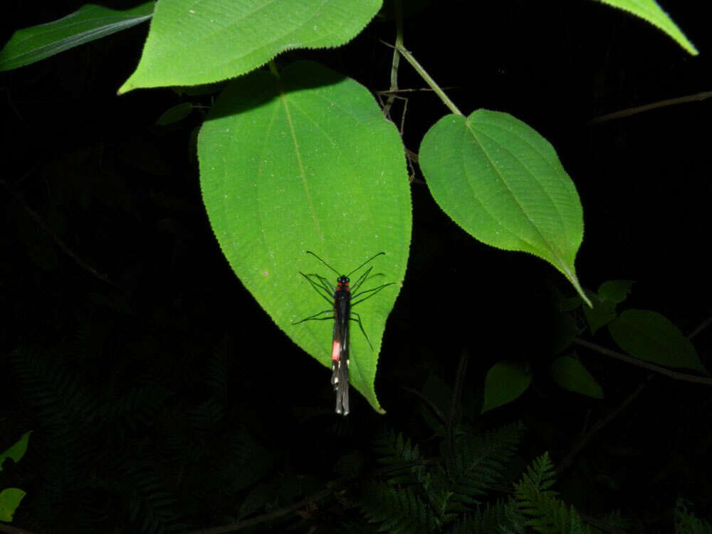 Image of Parides