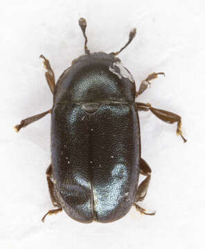 Image of Common Pollen Beetle