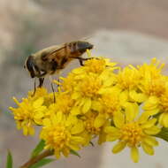 Image de Eristalis