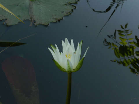 Image of Dotleaf waterlily