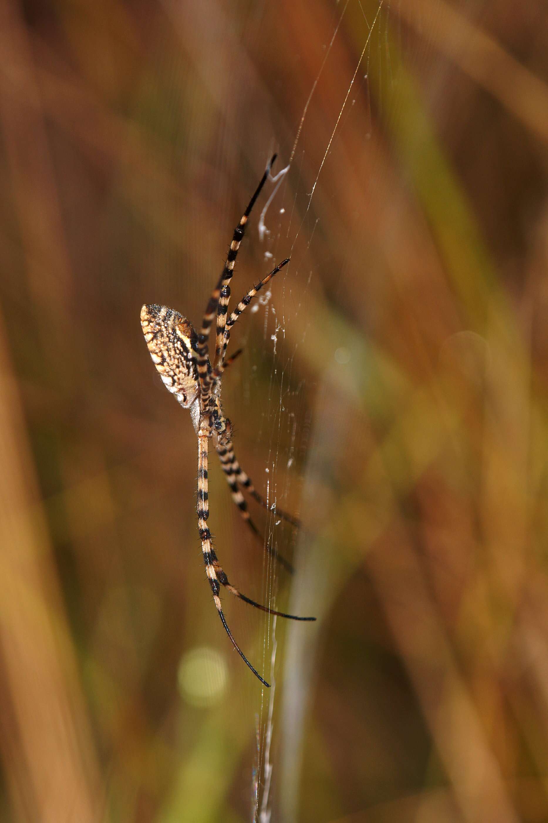 Imagem de Argiope