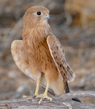 Image of Greater Kestrel