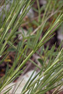 Image of Narrow-leaved Flax