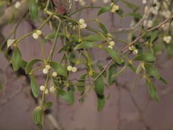 Image of Mistletoe