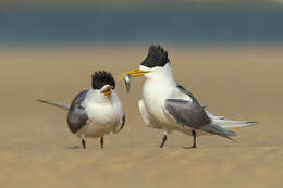 Image of Crested Tern