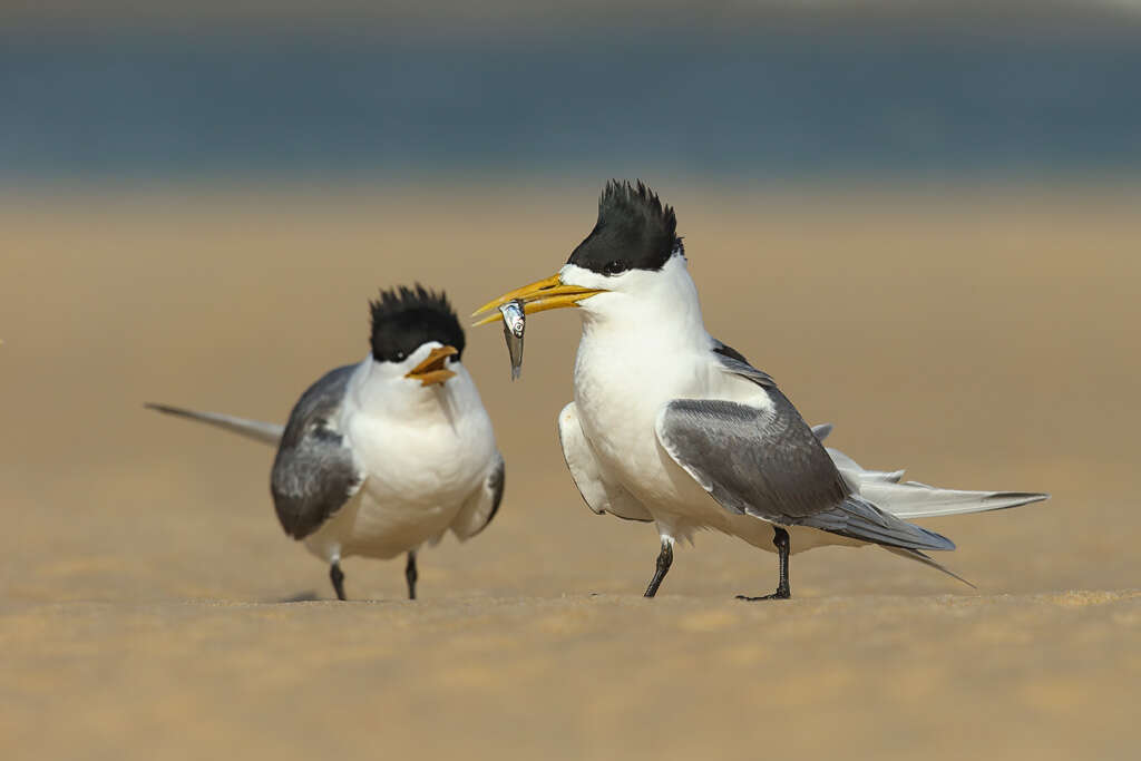 Image of Crested Tern