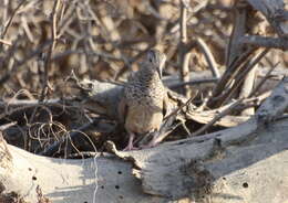 صورة Columbina passerina (Linnaeus 1758)