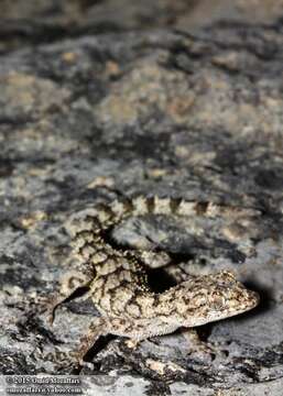 Image of Iranian Gecko