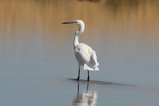 Image of Egretta garzetta garzetta (Linnaeus 1766)