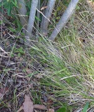 Imagem de Brachypodium sylvaticum subsp. sylvaticum