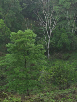 Image of Yellow trumpet tree